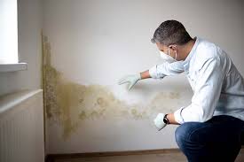 Best Environmental Consulting for Mold Prevention  in Fulton, KY